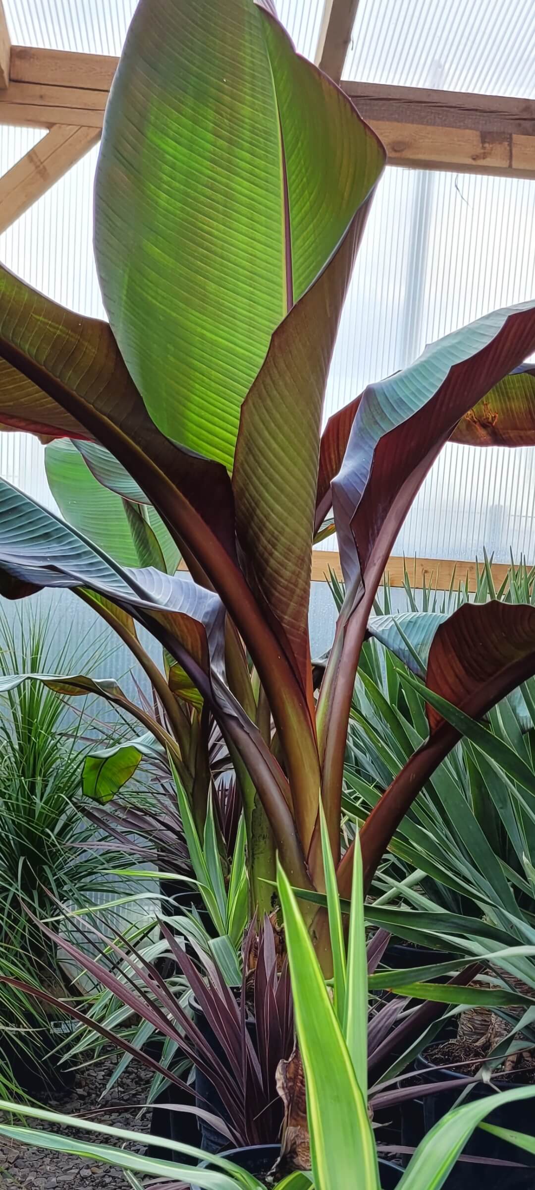 Bananowiec Red Maurelli